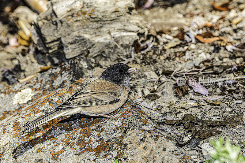 黑眼麻雀(junco hyemalis)是一种麻雀，是一群小型的，灰色的新世界麻雀。大提顿国家公园，怀俄明州。雀形目。